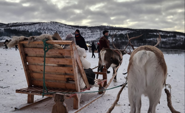 Reindeer Sledding & Sami Culture Experience