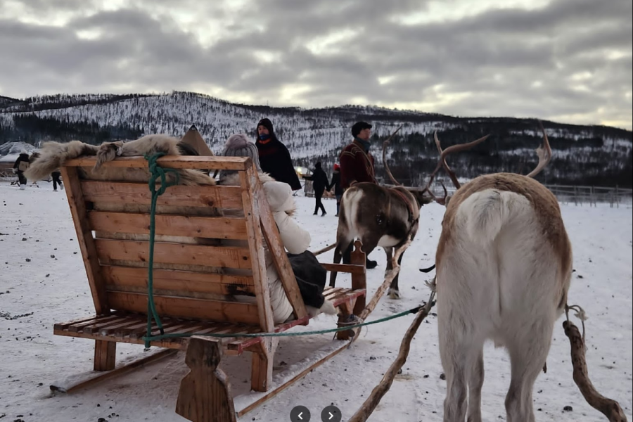 Reindeer Sledding & Sami Culture Experience